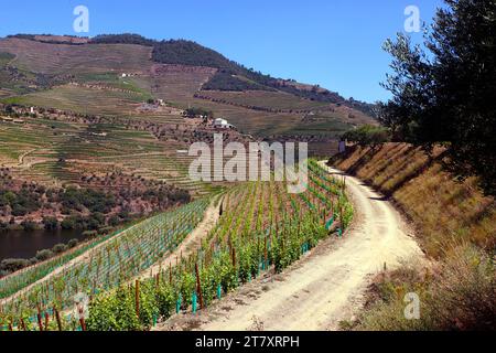Vignobles dans la vallée du Douro au cœur de la région viticole du Haut-Douro, Portugal, Europe Banque D'Images