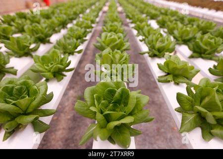 Rangées de laitue dans une serre, ferme maraîchère hydroponique biologique, Dalat, Vietnam, Indochine, Asie du Sud-est, Asie Banque D'Images