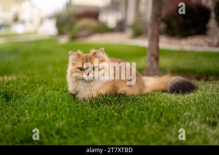Drôle visage Orange Fluffy main Flat face Cat à l'extérieur dans la pelouse Banque D'Images