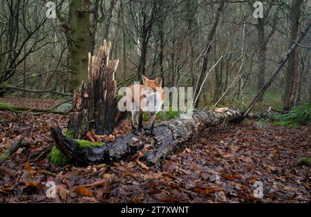 Renard roux (Vulpes vulpes) debout sur un arbre tombé dans une forêt de taillis, Royaume-Uni, Europe Banque D'Images