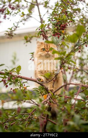 Chat à visage plat moelleux orange à l'extérieur dans le Berry Tree Banque D'Images