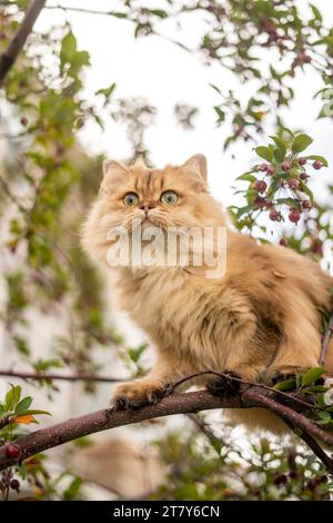 Chat à visage plat moelleux orange à l'extérieur dans le Berry Tree Banque D'Images