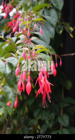 Gros plan de fleurs de Fuchsia magellanica également connu sous le nom de Hummingbird Fuchsia, Dollar Princess, Bleeding Heart, Bonita Fuchisia etc Banque D'Images