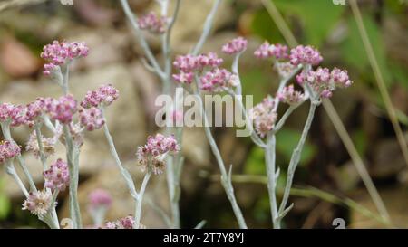 Gros plan de fleurs d'Antennaria dioica également connu sous le nom de chat pied, rose, Pussytoes stolonifères, montagne éternelle, Cudweed etc Banque D'Images