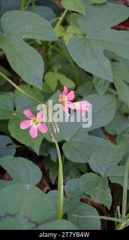 Gros plan de belles fleurs d'Oxalis tetraphylla également connue sous le nom de Iron Cross Oxalis, oseille rose à quatre feuilles, bonne feuille de chance, trèfle chanceux, S à quatre feuilles Banque D'Images