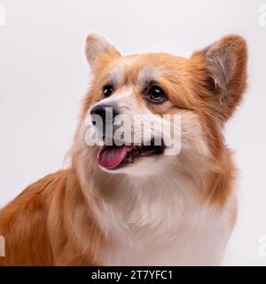 Welsh Corgi Pembroke Portrait isolé sur blanc. Beau Corgi Red Fluffy de deux ans. Banque D'Images