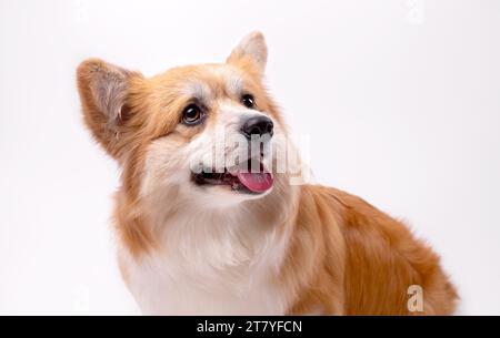 Welsh Corgi Pembroke Portrait isolé sur blanc. Beau Corgi Red Fluffy de deux ans. Banque D'Images