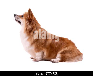 Welsh Corgi Pembroke Portrait isolé sur blanc. Beau Corgi Red Fluffy de deux ans. Banque D'Images