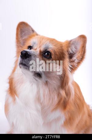 Welsh Corgi Pembroke Portrait isolé sur blanc. Beau Corgi Red Fluffy de deux ans. Banque D'Images