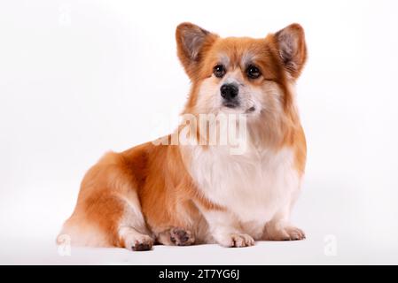 Welsh Corgi Pembroke Portrait isolé sur blanc. Beau Corgi Red Fluffy de deux ans. Banque D'Images