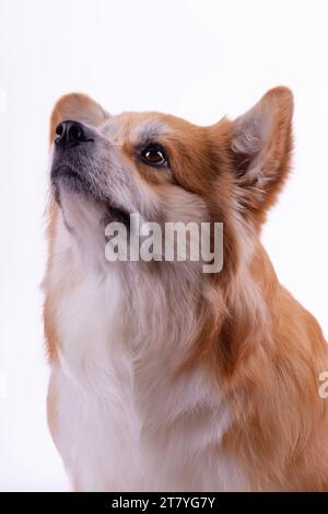 Welsh Corgi Pembroke Portrait isolé sur blanc. Beau Corgi Red Fluffy de deux ans. Banque D'Images