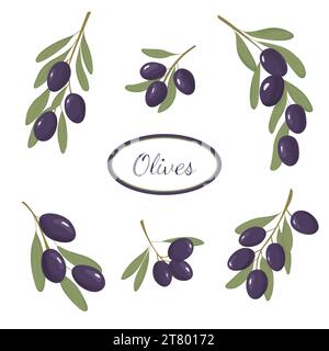 Ensemble de branches d'olivier noir. Conception pour l'huile, les produits de soins de santé et les cosmétiques naturels biologiques. Branches d'Olive noire avec fruits et feuilles, isolées sur Illustration de Vecteur