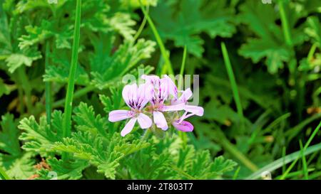 Gros plan de la tête de fleur de Pelargonium graveolens également connu sous le nom de pélargonium parfumé à la rose, citronnelle, Cola, Sweet, Rose senteur Géranium etc avec du vert Banque D'Images