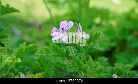 Gros plan de la tête de fleur de Pelargonium graveolens également connu sous le nom de pélargonium parfumé à la rose, citronnelle, Cola, Sweet, Rose senteur Géranium etc avec du vert Banque D'Images