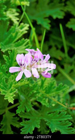 Gros plan de la tête de fleur de Pelargonium graveolens également connu sous le nom de pélargonium parfumé à la rose, citronnelle, Cola, Sweet, Rose senteur Géranium etc avec du vert Banque D'Images