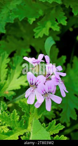 Gros plan de la tête de fleur de Pelargonium graveolens également connu sous le nom de pélargonium parfumé à la rose, citronnelle, Cola, Sweet, Rose senteur Géranium etc avec du vert Banque D'Images