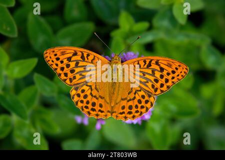 Papillon mâle fritillaire (Argynnis paphia) lavé à l'argent se nourrissant de nectar de fleur en été Banque D'Images