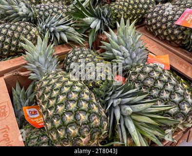 BAXTER, MN - 24 JUIN 2023 : ananas Dole frais entiers dans des boîtes ouvertes, exposés et en vente dans le magasin Costco. Banque D'Images