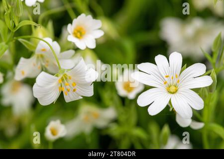 Gros plan de fleurs de l'isoète supérieure (rabelera holosa) en fleur Banque D'Images