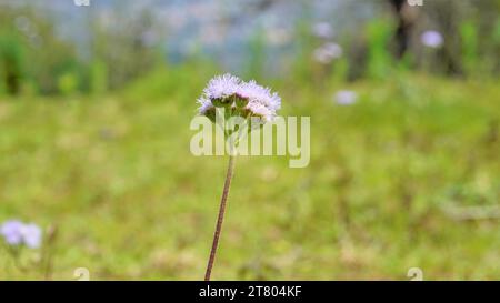 Gros plan de fleurs d'Ageratum conyzoides également connu sous le nom d'herbe blanche tropicale, plante Billygoat, chèvre, Bluebonnet, Bluetop, casquette blanche, herbe de poulet, Bil Banque D'Images