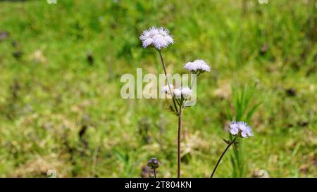 Gros plan de fleurs d'Ageratum conyzoides également connu sous le nom d'herbe blanche tropicale, plante Billygoat, chèvre, Bluebonnet, Bluetop, casquette blanche, herbe de poulet, Bil Banque D'Images