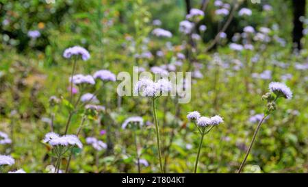 Gros plan de fleurs d'Ageratum conyzoides également connu sous le nom d'herbe blanche tropicale, plante Billygoat, chèvre, Bluebonnet, Bluetop, casquette blanche, herbe de poulet, Bil Banque D'Images