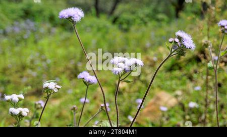 Gros plan de fleurs d'Ageratum conyzoides également connu sous le nom d'herbe blanche tropicale, plante Billygoat, chèvre, Bluebonnet, Bluetop, casquette blanche, herbe de poulet, Bil Banque D'Images