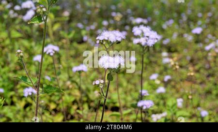 Gros plan de fleurs d'Ageratum conyzoides également connu sous le nom d'herbe blanche tropicale, plante Billygoat, chèvre, Bluebonnet, Bluetop, casquette blanche, herbe de poulet, Bil Banque D'Images