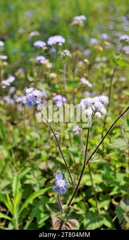 Gros plan de fleurs d'Ageratum conyzoides également connu sous le nom d'herbe blanche tropicale, plante Billygoat, chèvre, Bluebonnet, Bluetop, casquette blanche, herbe de poulet, Bil Banque D'Images