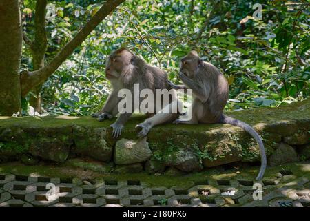 Macaques balinais à longue queue dans la forêt de singes d'Ubud, Ubud, Bali, Indonésie. Banque D'Images