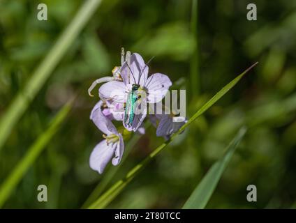 Blouson de Dame de fleurs sauvages (cardamine pratensis), avec un coléoptère vert éblouissant (Oedmera nobilis) et une araignée crabe attendant de tuer. Suffolk, Royaume-Uni Banque D'Images