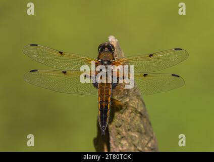 Un gros plan détaillé d'une libellule Chaser à quatre points ( Libellula quadrimaculata) . Installé avec des ailes déployées. Suffolk, Royaume-Uni Banque D'Images