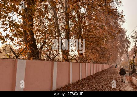 Srinagar, Inde. 17 novembre 2023. Un homme marche le long de la rue pendant une froide journée d'automne à Srinagar, la capitale estivale du Jammu-et-Cachemire. Crédit : SOPA Images Limited/Alamy Live News Banque D'Images
