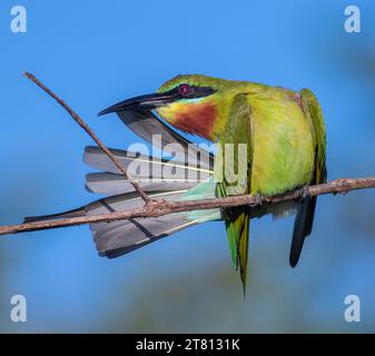 Mangeur d'abeilles à queue bleue (Merops philippinus) avec de belles couleurs de plumes bleues, vertes et oranges en plein soleil doré avec un toilettage lumineux. Banque D'Images