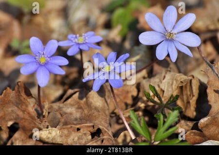 Printemps dans la nature dans les bois fleur Hepatica nobilis. Banque D'Images