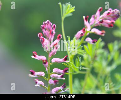 Fumaria officinalis fleurit dans la nature au printemps Banque D'Images