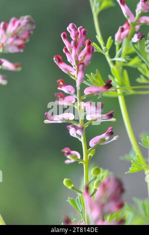 Fumaria officinalis fleurit dans la nature au printemps Banque D'Images