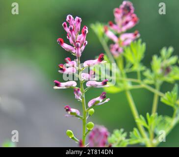 Fumaria officinalis fleurit dans la nature au printemps Banque D'Images