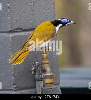 Mystificateur australien à face bleue, Entomyzon cyanotis, perché sur un robinet dans un jardin Banque D'Images