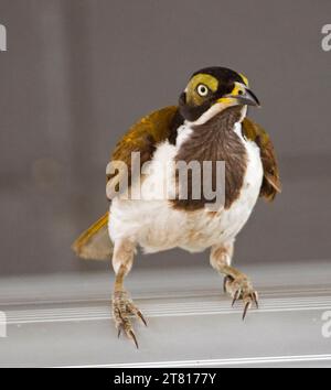 Juvénile mythique australien à visage bleu, Entomyzon Cyanotis perché sur le rebord d'une fenêtre dans un café urbain et éblouissant devant la caméra. Banque D'Images