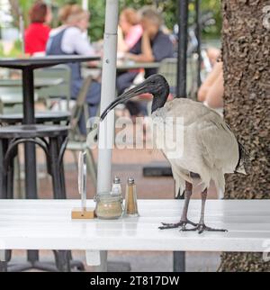 Sacré ibis, Threskiornis molucca, perché sur une rampe en bois dans un parc de la ville de Queensland en Australie Banque D'Images