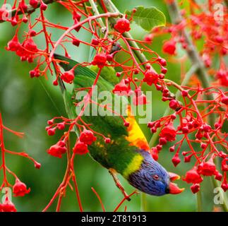 Lorikeet arc-en-ciel australien, Trichoglossus moluccanus, suspendu à l'envers tout en se nourrissant de fleurs rouges vives d'Illawarra Flame Tree Banque D'Images