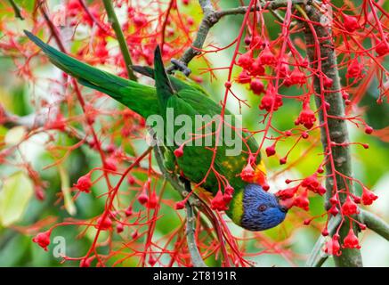 Lorikeet arc-en-ciel australien, Trichoglossus moluccanus, suspendu à l'envers tout en se nourrissant de fleurs rouges vives d'Illawarra Flame Tree Banque D'Images