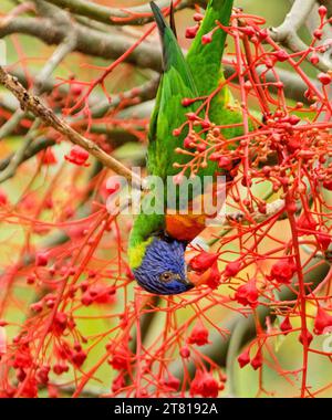 Lorikeet arc-en-ciel australien, Trichoglossus moluccanus, suspendu à l'envers tout en se nourrissant de fleurs rouges vives d'Illawarra Flame Tree Banque D'Images