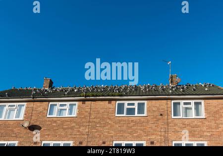 Un troupeau de pigeons assis sur le toit de maisons à Hartlepool, Angleterre, Royaume-Uni Banque D'Images