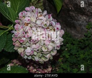 Gros plan vibrant d'une pièce maîtresse d'hortensia multicolore dans un jardin fleuri Banque D'Images