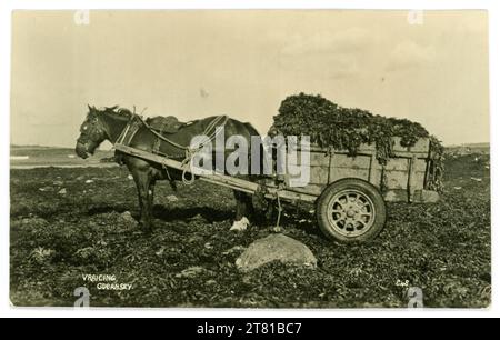 Carte postale originale du début des années 1900 représentant des algues « Vraicing » à marée basse à l'aide d'un cheval et d'une charrette, Guernesey. Le Vraicing est une tradition de longue date à Guernesey et Jersey. Le vapotage signifie la collecte de «Vraice» ou d'algues marines, à des fins d'utilisation d'engrais. Carte postale publiée par Norman Grut, Guernesey, Îles Anglo-Normandes. Circa 1920 / 1930. Banque D'Images