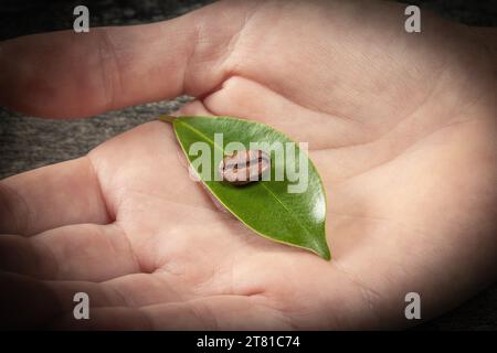 Thème du café. Trois grains de café se trouvent sur une feuille verte dans un gros plan de la main humaine. Banque D'Images