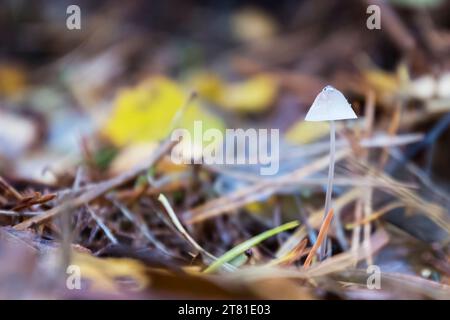 Un petit champignon à bonnet commun, Mycena galericulata. Banque D'Images