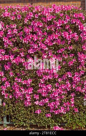 Masse de fleurs roses vives de cultivar Azalea indica poussant comme une haie dans un jardin australien Banque D'Images